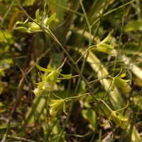 Eulophia epidendraea (J.Koenig ex Retz.) C.E.C.Fisch.